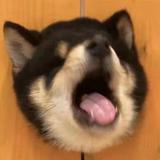 其琳493头像