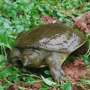 新农村易达生态龟甲养殖基地头像