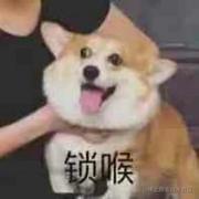 一只豆豆的个人资料头像