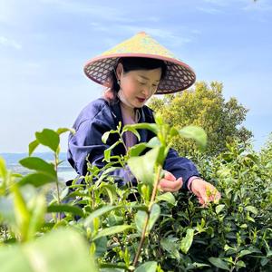 巢湖市团结天方茶苑头像