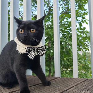 黑不溜秋的煤炭（带娃养猫中……）头像