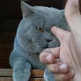 猫哥32068头像