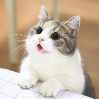 番茄2510908215795902头像