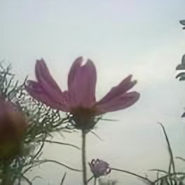 夏天啸天头像
