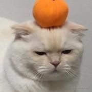 dye1orange的个人资料头像