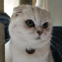 猫小狗头像