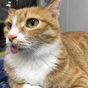 橘长爱吃猪肉脯的个人资料头像