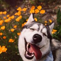 不知道叫什么576头像