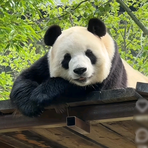 敏敏爱追剧头像