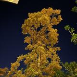 烟雨平生琴如梦头像