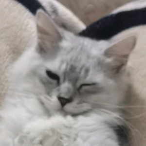 小小一一头像