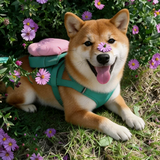 小吴的冯蜜柚子茶头像