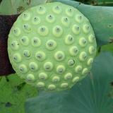 自由的人739头像