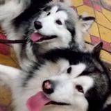 用户4623786010188头像