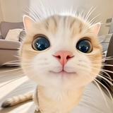 嘉善小灵通头像