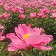 依然微笑的个人资料头像