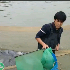 水产宠物三血梗猎犬头像