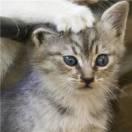 circle的个人资料头像