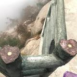 桃李春风3835头像