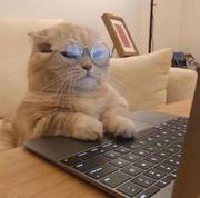 aow的个人资料头像