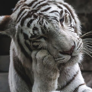 Elon丶的个人资料头像