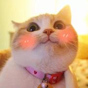 肖宜的个人资料头像