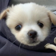 小狗画梅花的个人资料头像