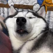 我是暴露狂的个人资料头像