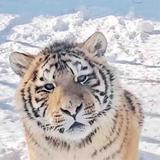 坦荡的小猫NC头像