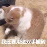 云粥的个人资料头像