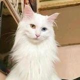 本喵叫棉棉头像