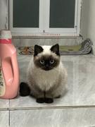 卿卿日常的个人资料头像