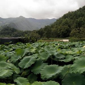 cass软件实战教学头像