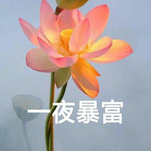 小李飞猪头像