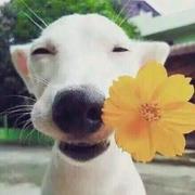 阿毛838的个人资料头像