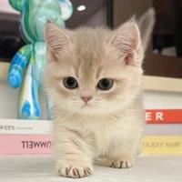 随性自由的星辰ndg头像