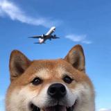 恺恺恺恺恺恺吖头像