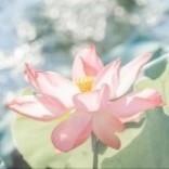 上善若水1550952311756头像