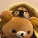 时光拿铁的个人资料头像