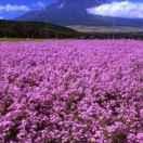 zshellzhang的个人资料头像