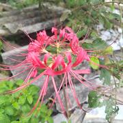 嗯辣的个人资料头像