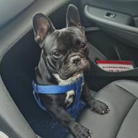 朝气蓬勃的黑皮蛋头像