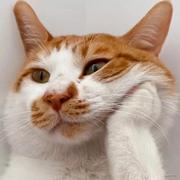 chenhang的个人资料头像