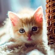 清风有度的个人资料头像