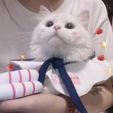 我猫呢695头像