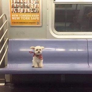 小白爱音乐爱剪辑头像