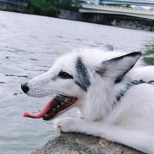 老王家的三小只头像