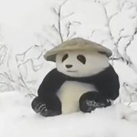 panda不胖哒头像