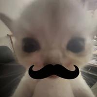 宁波素文汽车租赁-小桐头像