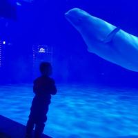 大大一嘟大头像